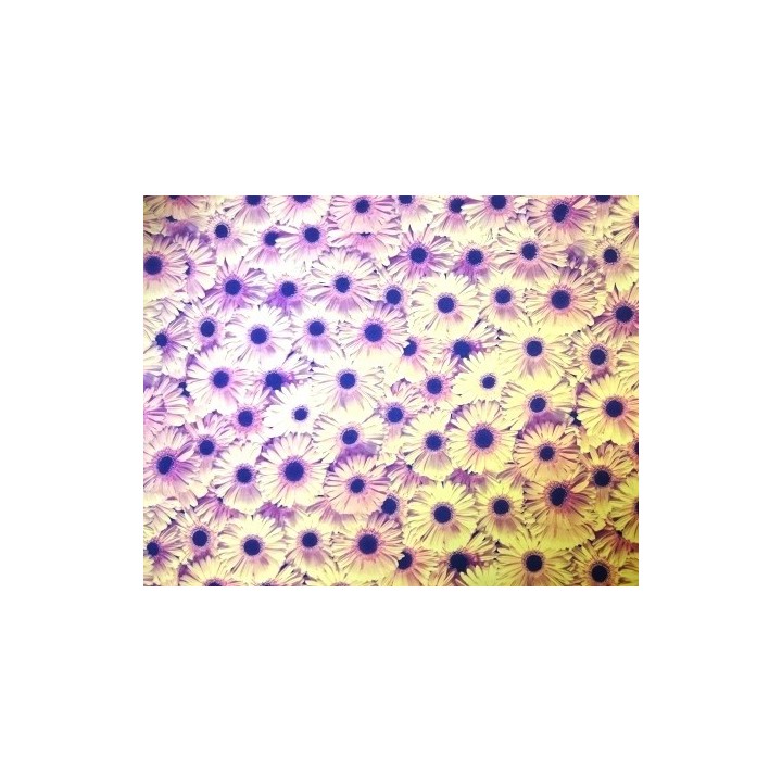 Kartong 270g/m gerbera