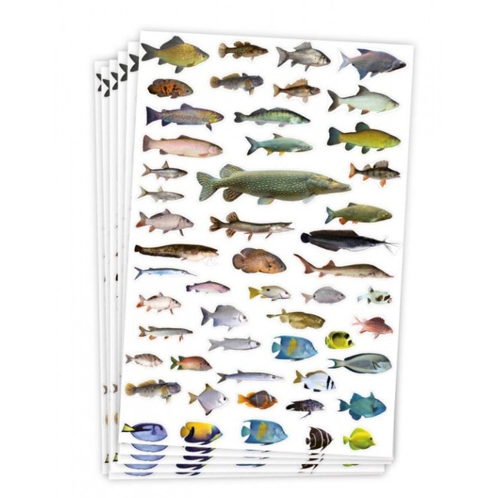 Kleebi kalad 6 lehte