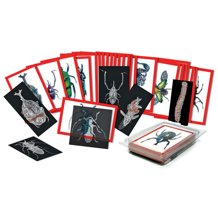 Pildikaardid + röntgenpildid "Putukad" 72tk