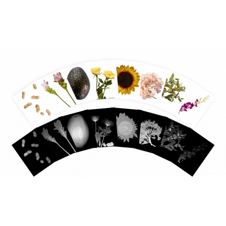 Pildikaardid + röntgenpildid "Taimed" 84tk